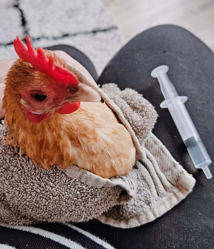 Gewonde kip drinken ingeven met spuitje