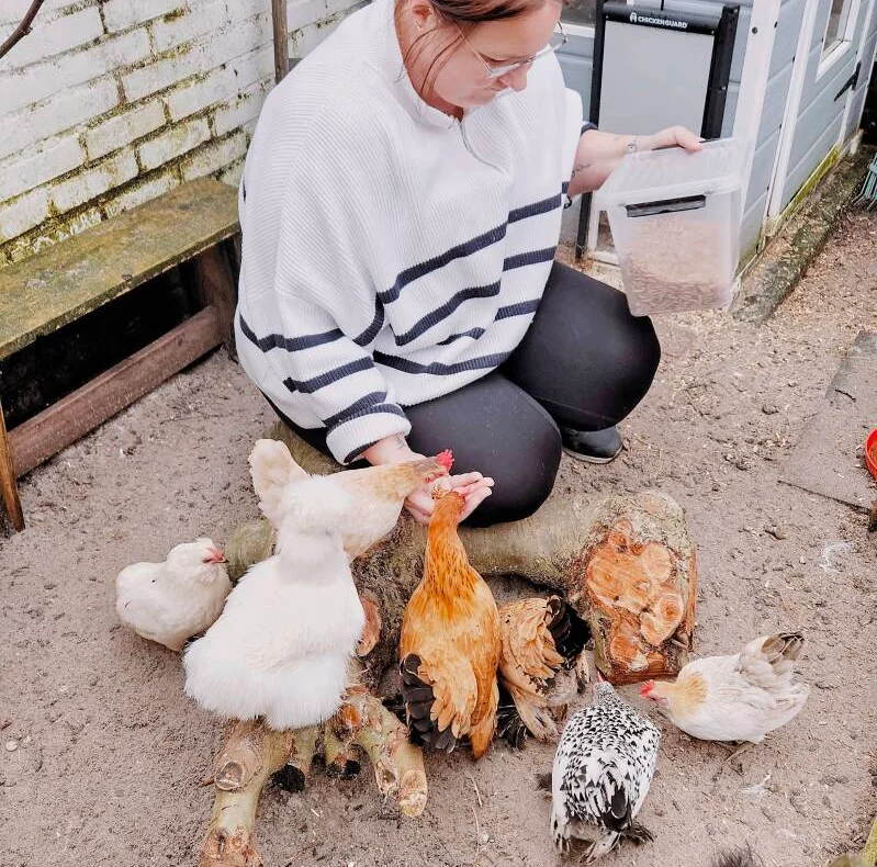 Algemene verzorging van kippen