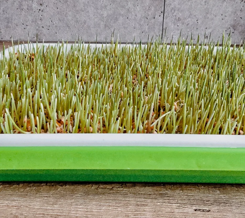 kiemgraan groene sprieten