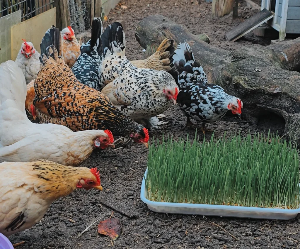 Kippen die gekiemd graan als gras eten