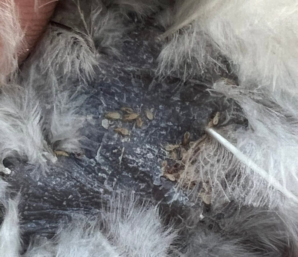 witte eitjes veerluis aan veerbasis rond cloaca kip