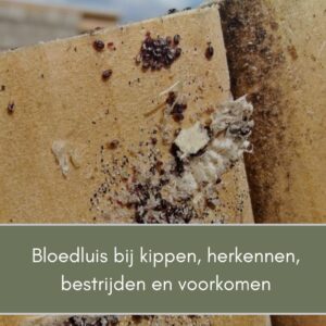 Bloedluis bij kippen herkennen en bestrijden en aanpakken