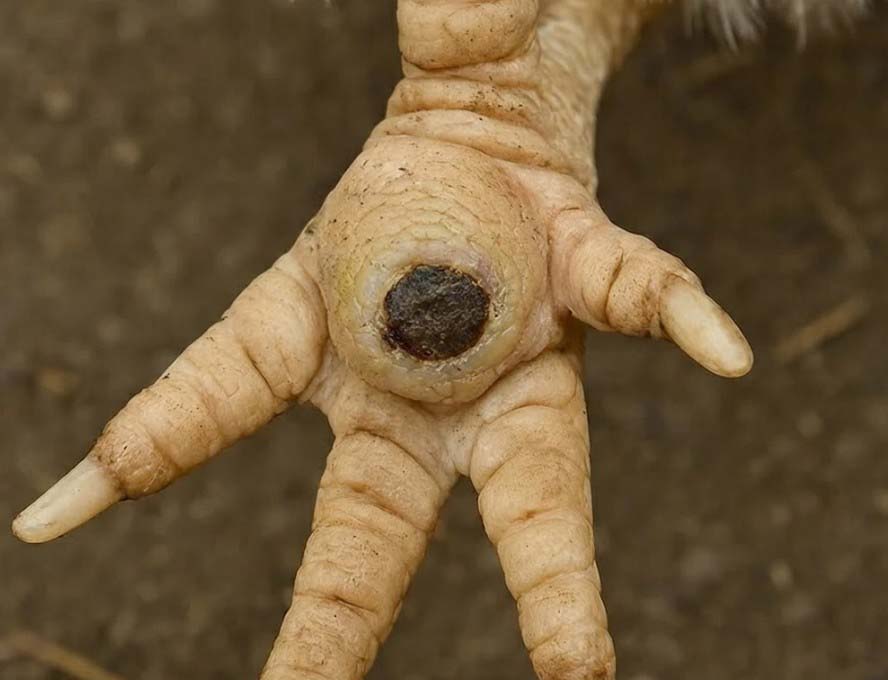 Bumblefoot bij kippen