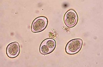 coccidiose oöcysten