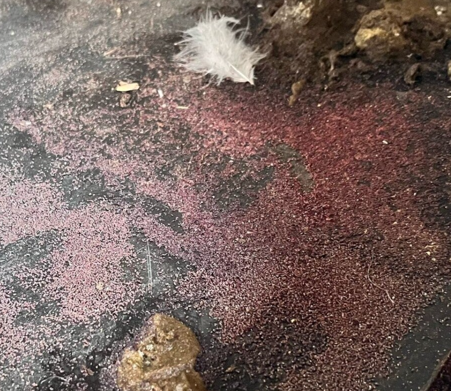 Bloedluis extreme plaag bij kippen