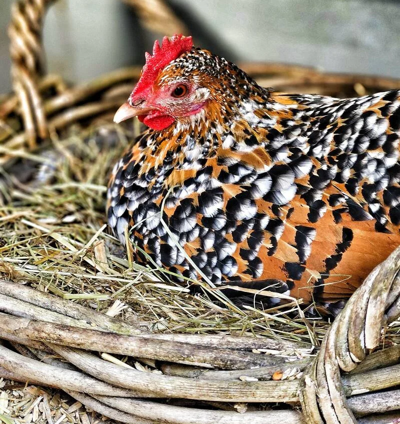 Sabelpoot op het nest