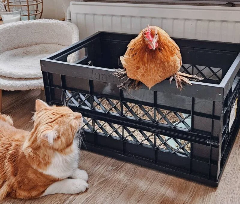 Zieke kip terugplaatsen