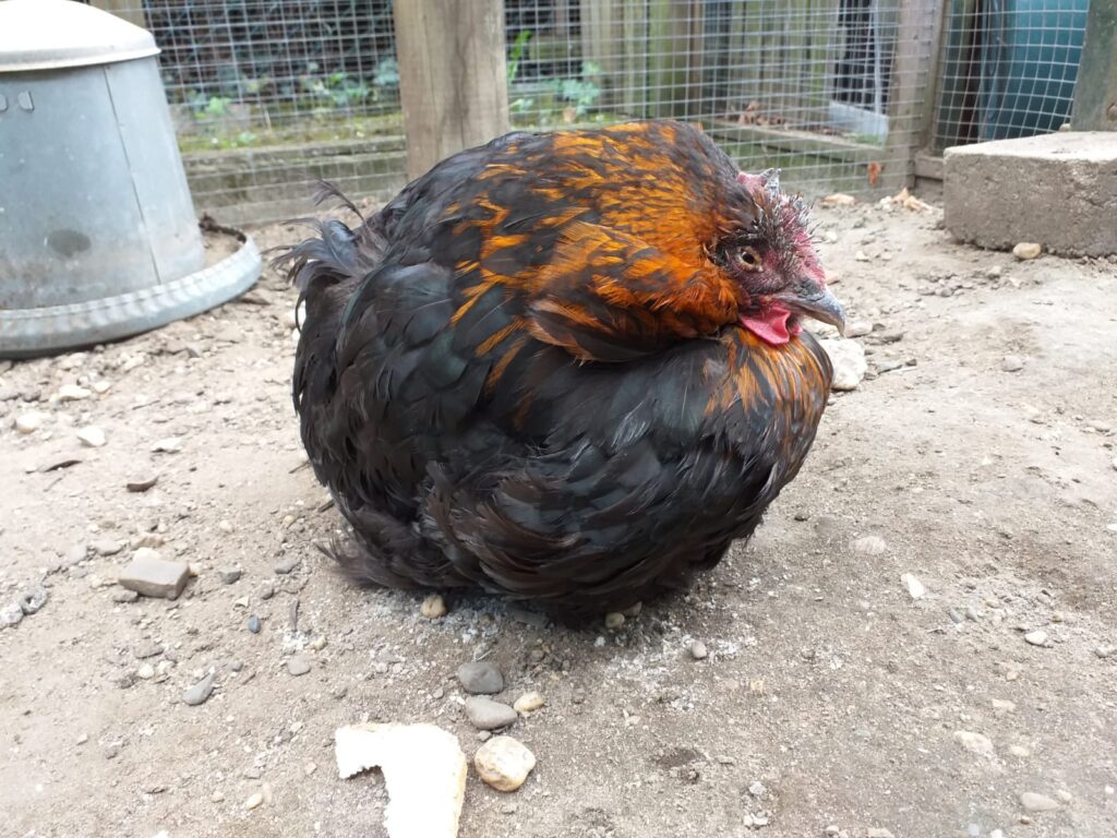 Maran hen van 18 jaar