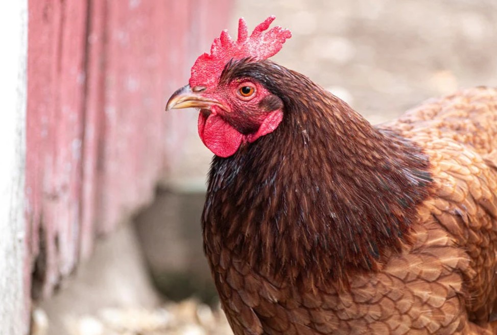 Rhode island red dubbeldoel ras