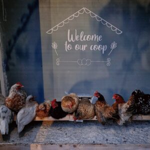 Mijn kip wil niet op stok slapen