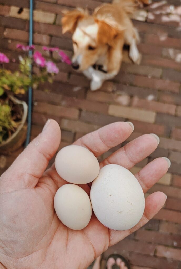 kleine eitjes van jonge hennen