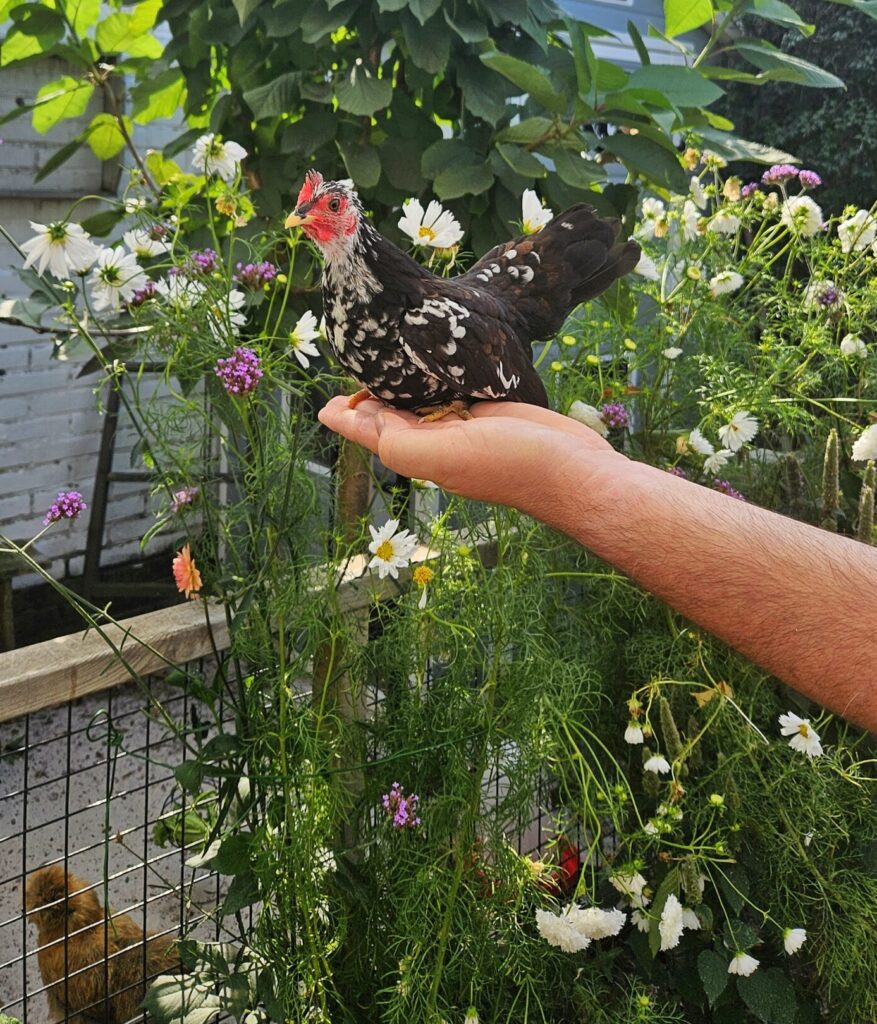 jonge hen welke net legt