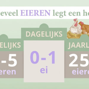 Hoe vaak legt een kip een ei? Alles wat je moet weten