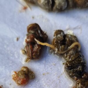 Wormen bij kippen herkennen, behandelen en voorkomen