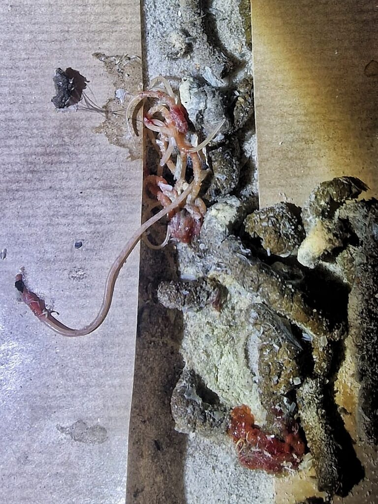 Spoelworminfectie bij kippen