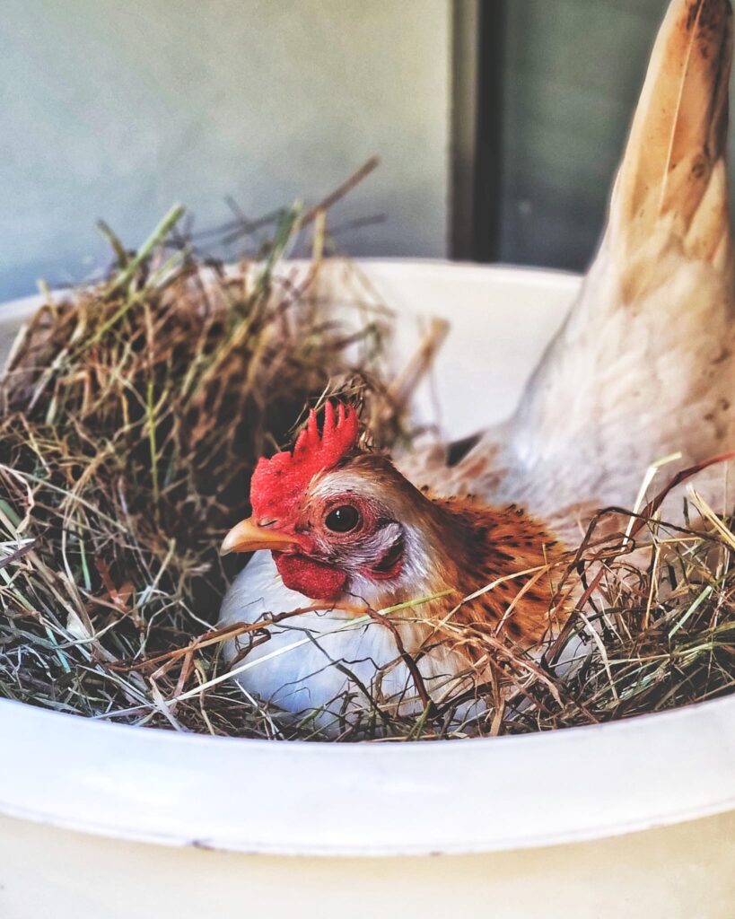 Waarom legt mijn kip geen eieren meer