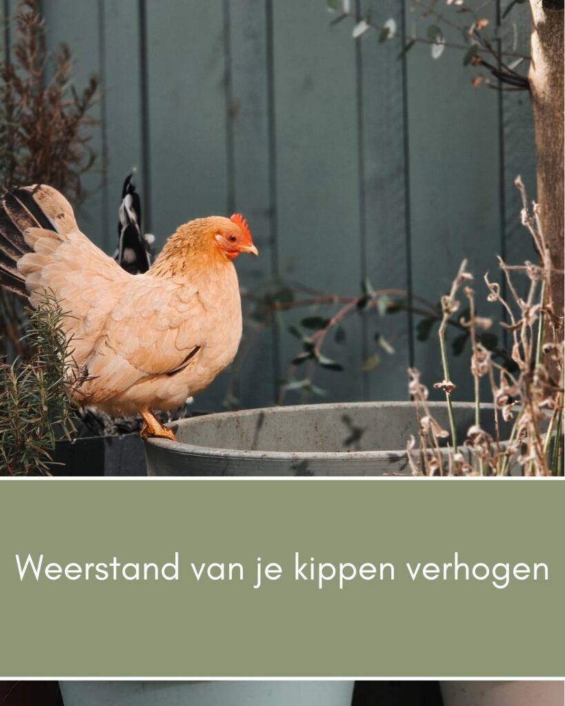 Weerstand van je kippen verhogen