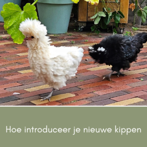 Nieuwe kippen toevoegen, in 3 stappen