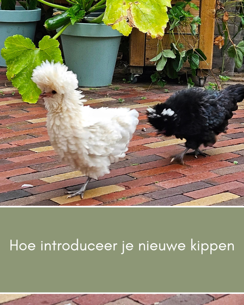 nieuwe kippen toevoegen