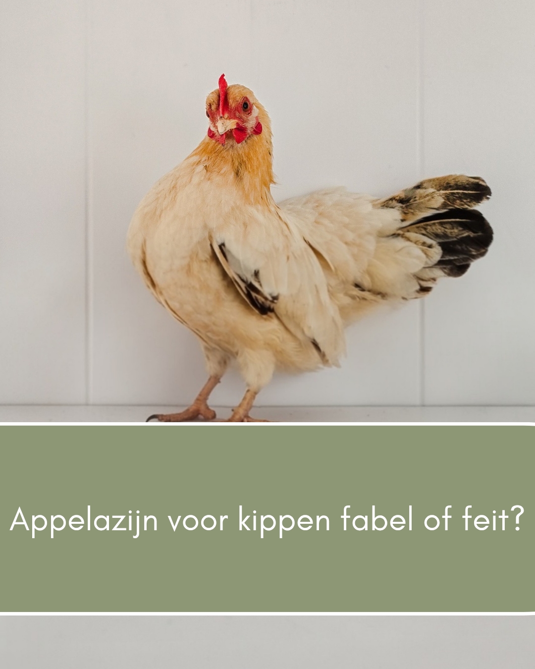 Appelazijn bij kippen fabel of feit