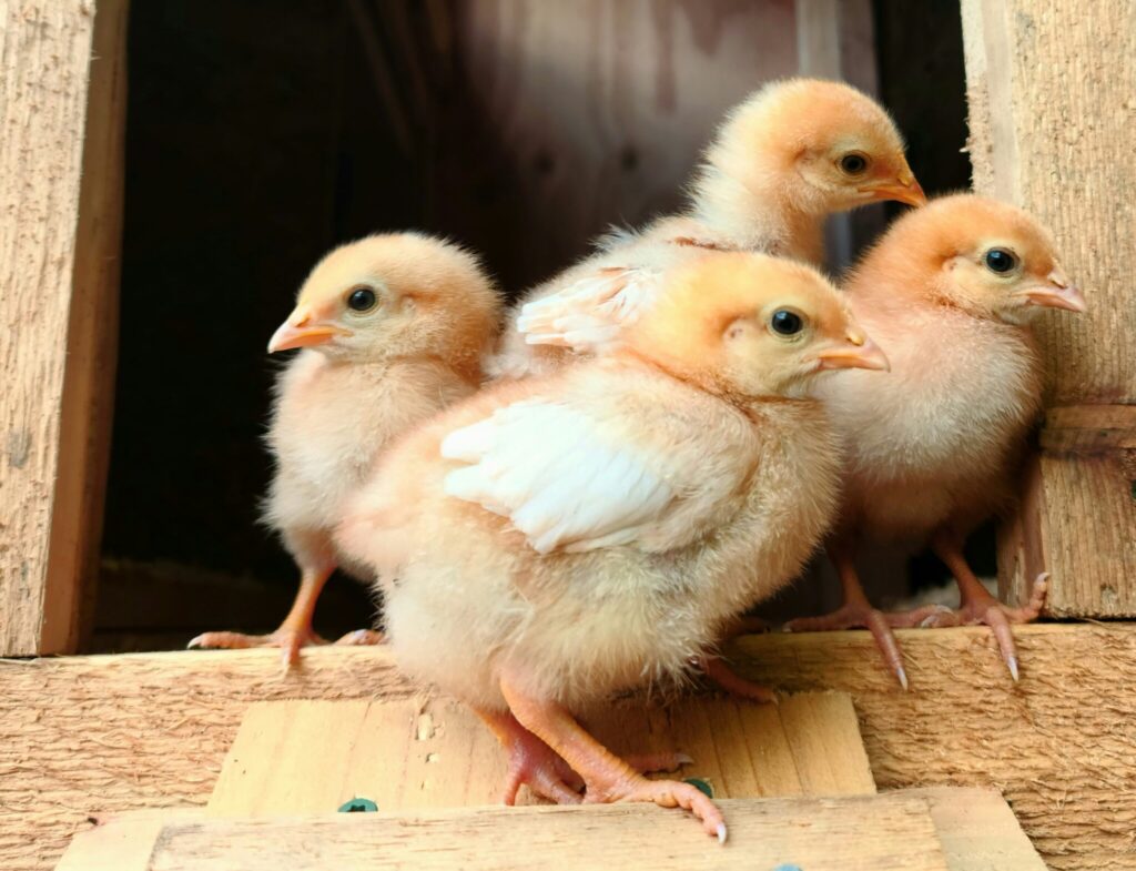 Kuikens en coccodiose