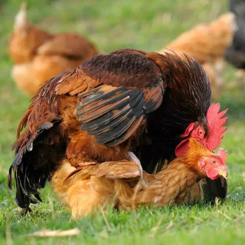 Treden van haan op hen