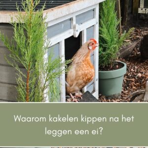Waarom kakelen kippen na het leggen van een ei?