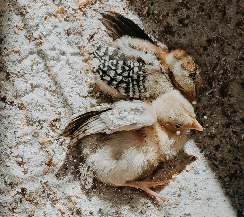 Stofbad voor kuikens