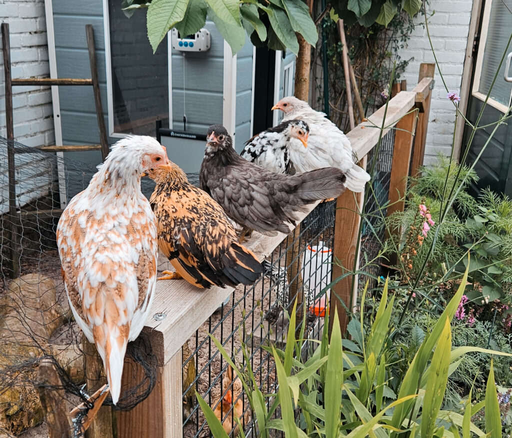 bijna volwassen kuikens aan de leg