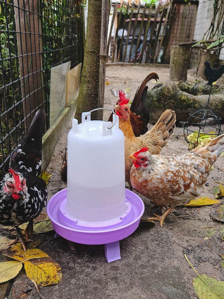 Darmen en weerstand van een kip