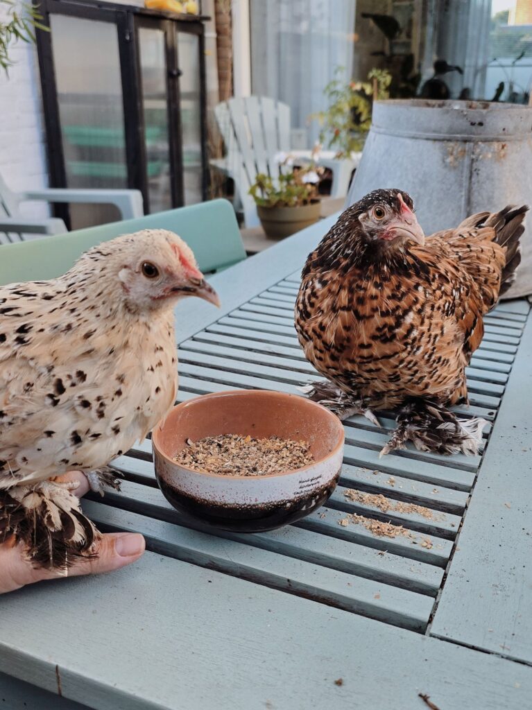 Darmgezondheid van je kippen en weerstand van kippen