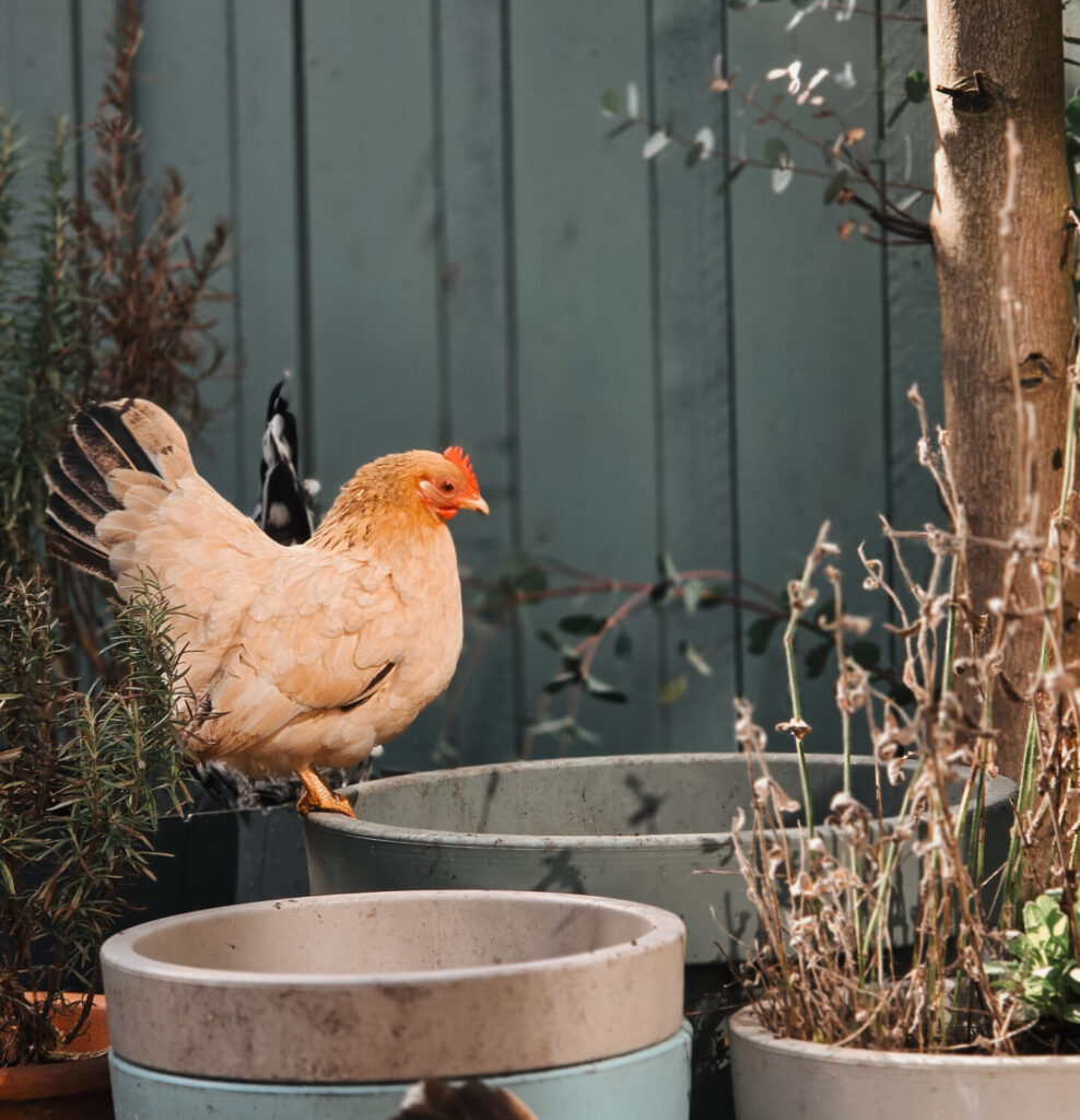 Serama kip in de tuin