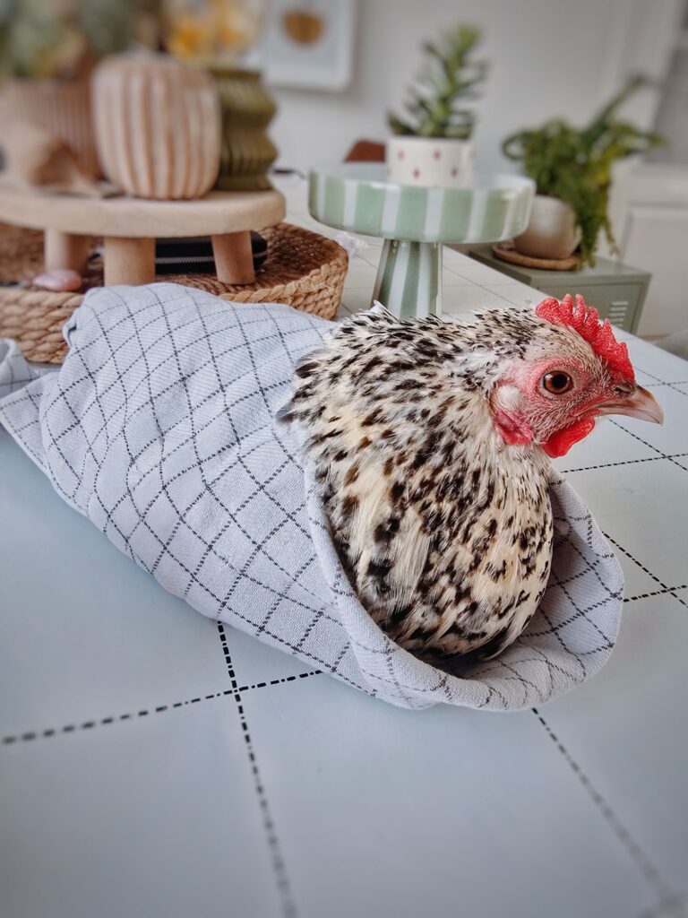 Kip dwangvoeren in handdoek