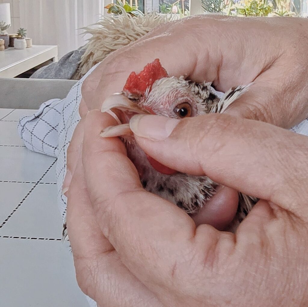 Dwangvoeren snavel openen