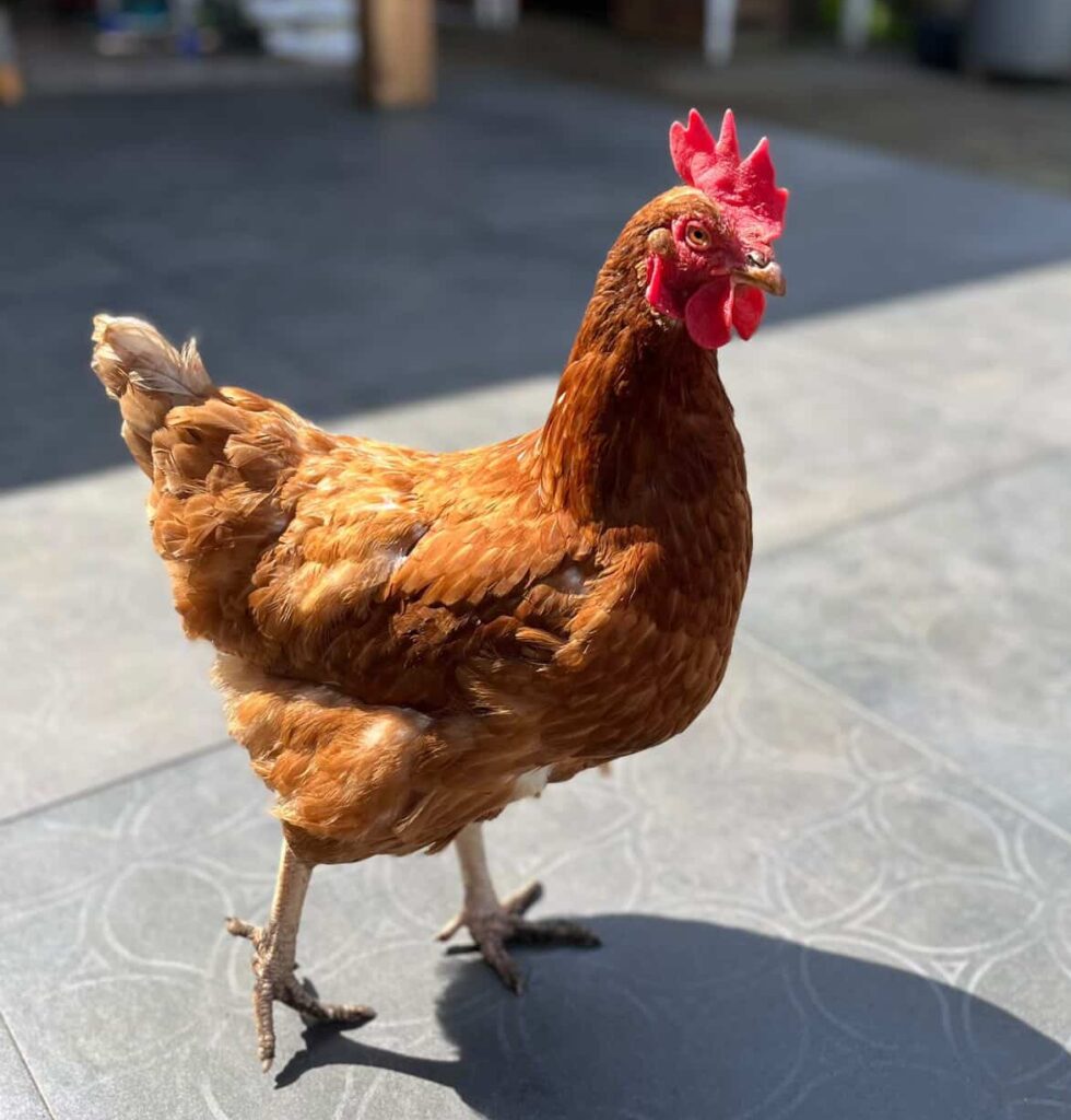 legkip in de achtertuin