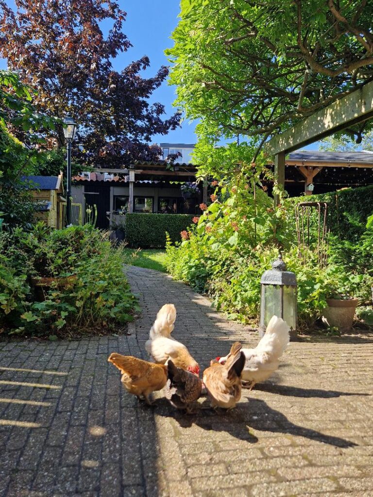 Kippen in de tuin met warmte