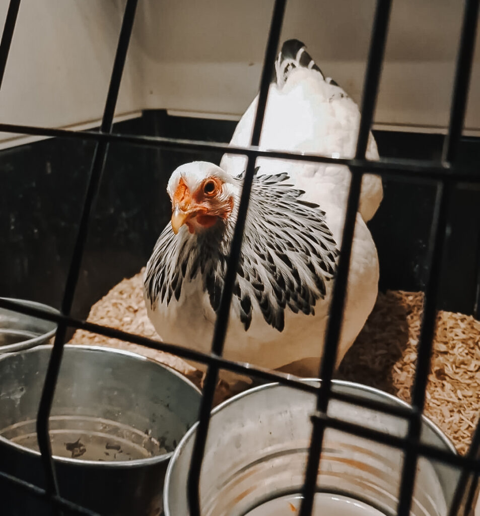 Zieke kip apart zetten en dwangvoeren