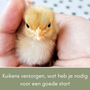 Kuikens verzorgen, wat heb je nodig voor een goede start