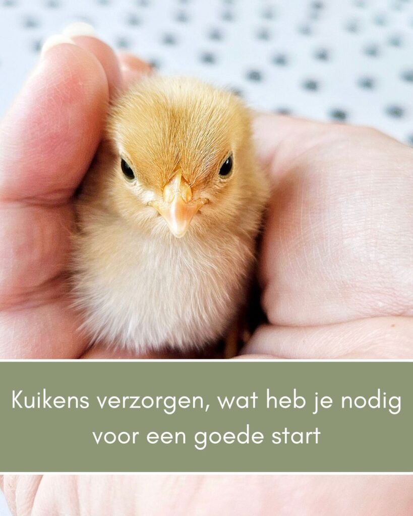 Kuiken verzorging wat is er voor nodig