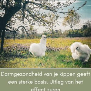 Darmgezondheid kippen: de basis van een sterke kip