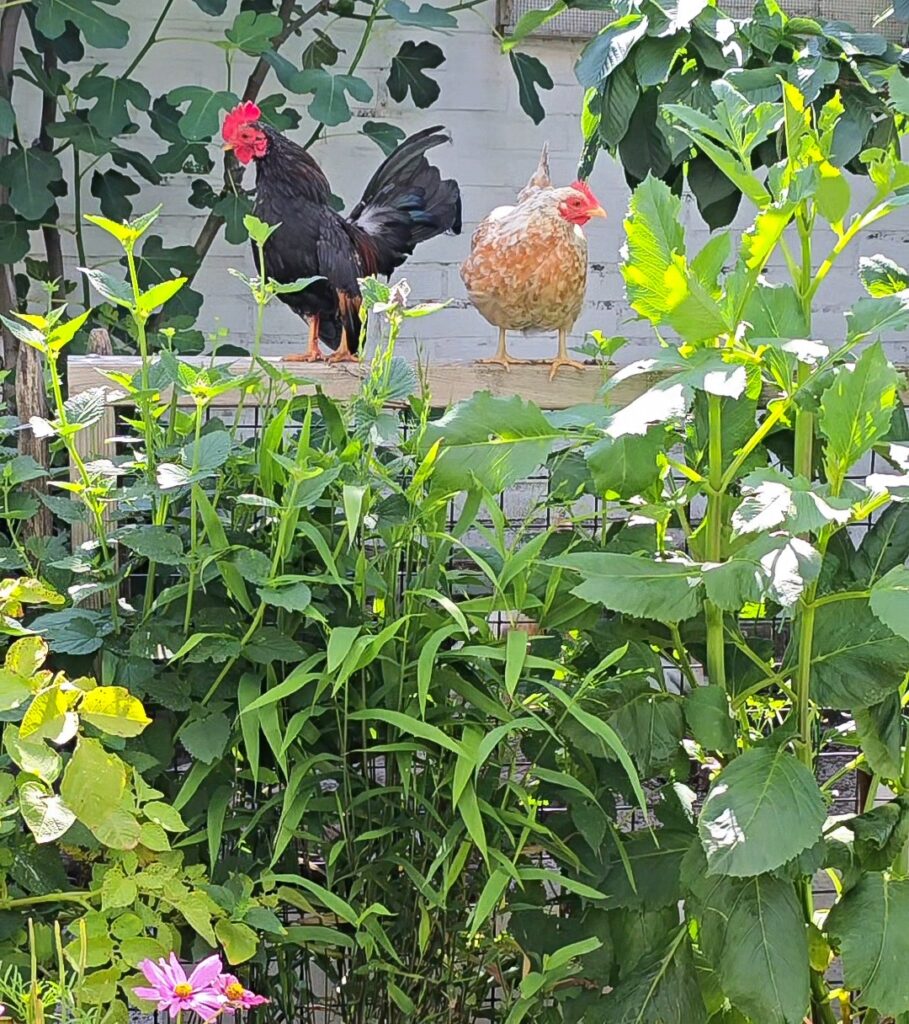 Natuurlijke schaduw in de kippenren bij twee serama's