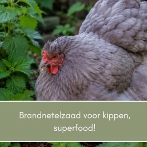 Brandnetelzaad voor kippen – Superfood