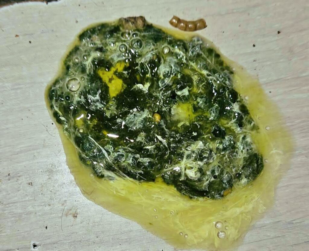 Groene mest zieke kip