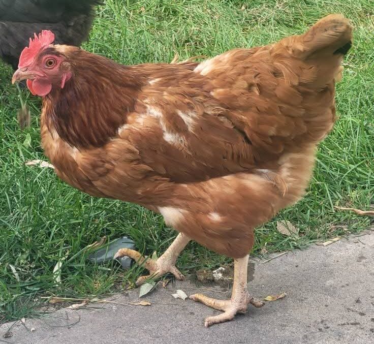 zachte rui bij kippen
