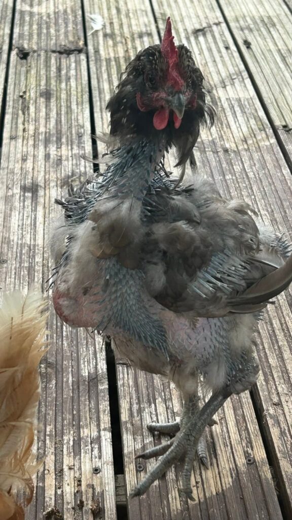 Kale kip in de rui op een droge, tochtvrije plek in het hok